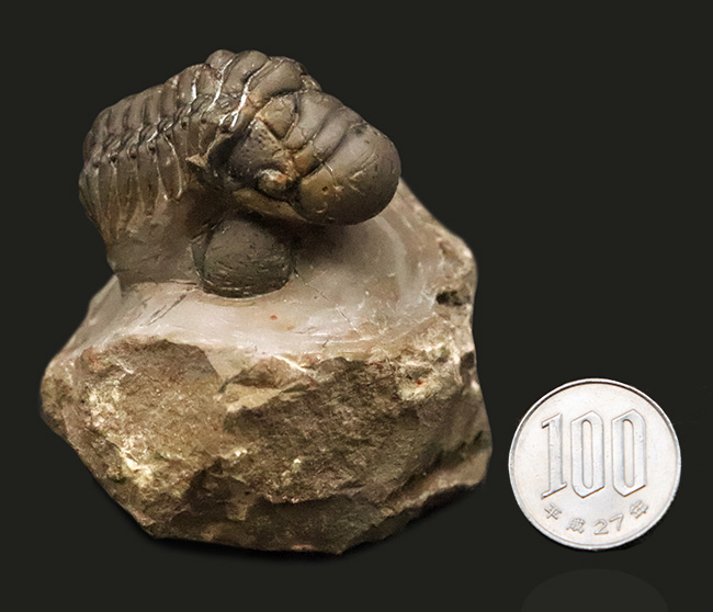 なんとダブル！完品＋頭部のみの部分化石、合計二体のクロタロセファルス（Crotalocephalus gibbus）が揃った、極めて珍しい群集化石（その12）