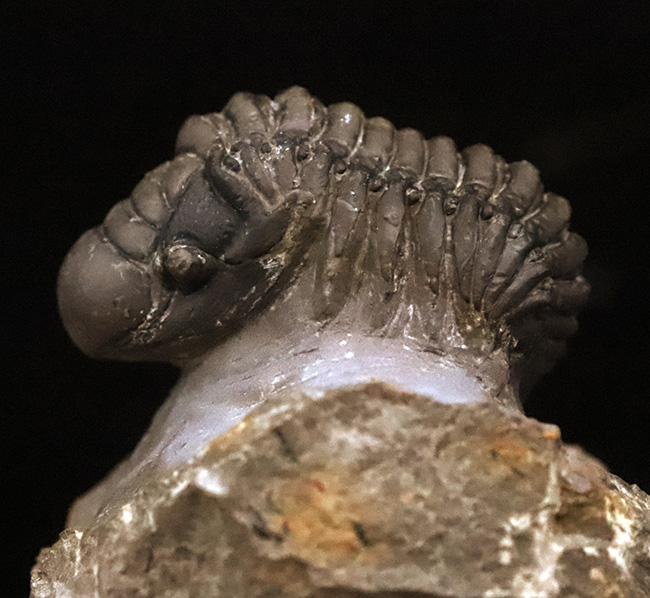 なんとダブル！完品＋頭部のみの部分化石、合計二体のクロタロセファルス（Crotalocephalus gibbus）が揃った、極めて珍しい群集化石（その2）