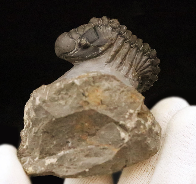 なんとダブル！完品＋頭部のみの部分化石、合計二体のクロタロセファルス（Crotalocephalus gibbus）が揃った、極めて珍しい群集化石（その3）