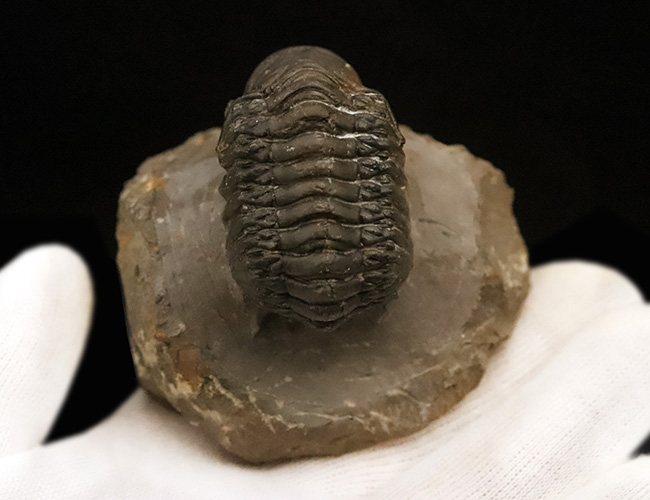 なんとダブル！完品＋頭部のみの部分化石、合計二体のクロタロセファルス（Crotalocephalus gibbus）が揃った、極めて珍しい群集化石（その4）