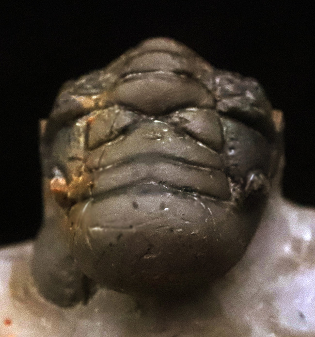 なんとダブル！完品＋頭部のみの部分化石、合計二体のクロタロセファルス（Crotalocephalus gibbus）が揃った、極めて珍しい群集化石（その5）