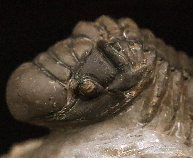 なんとダブル！完品＋頭部のみの部分化石、合計二体のクロタロセファルス（Crotalocephalus gibbus）が揃った、極めて珍しい群集化石（その6）