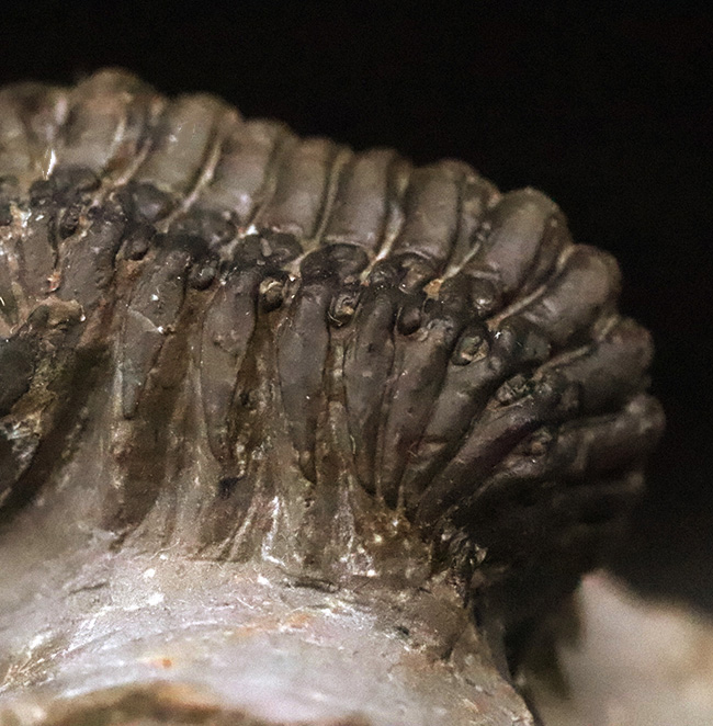 なんとダブル！完品＋頭部のみの部分化石、合計二体のクロタロセファルス（Crotalocephalus gibbus）が揃った、極めて珍しい群集化石（その7）