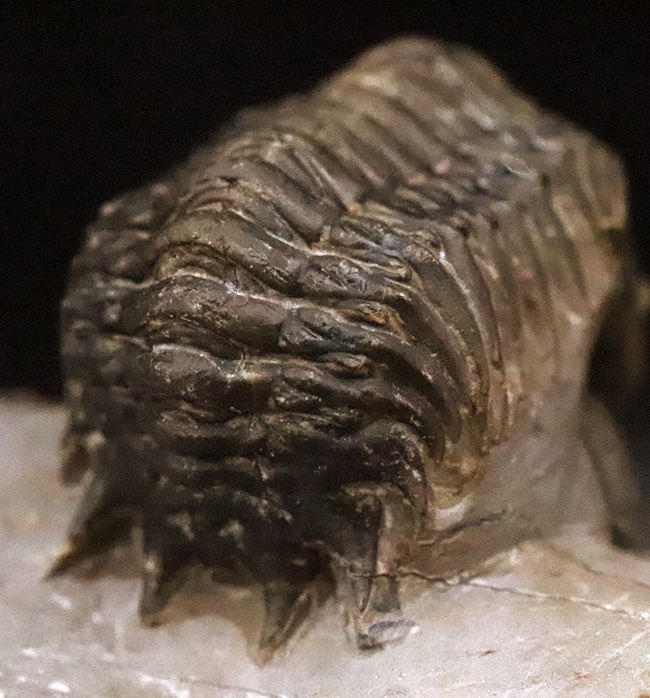 なんとダブル！完品＋頭部のみの部分化石、合計二体のクロタロセファルス（Crotalocephalus gibbus）が揃った、極めて珍しい群集化石（その8）