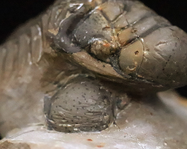 なんとダブル！完品＋頭部のみの部分化石、合計二体のクロタロセファルス（Crotalocephalus gibbus）が揃った、極めて珍しい群集化石（その9）