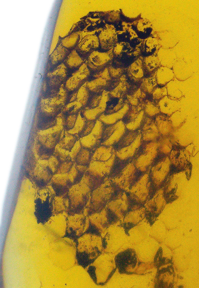 この一粒の琥珀に、巨大なロマンが内包!明瞭な凹凸が残された、爬虫類の鱗片が眠る、約1億年前の琥珀、バーマイトです。希少なトカゲの鱗が内包されたバーマイト(Burmite)(その1)