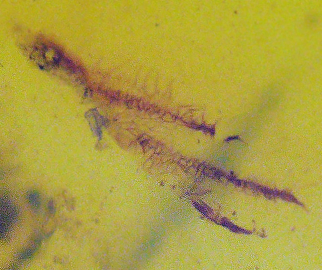 この一粒の琥珀に、巨大なロマンが内包!明瞭な凹凸が残された、爬虫類の鱗片が眠る、約1億年前の琥珀、バーマイトです。希少なトカゲの鱗が内包されたバーマイト(Burmite)(その10)