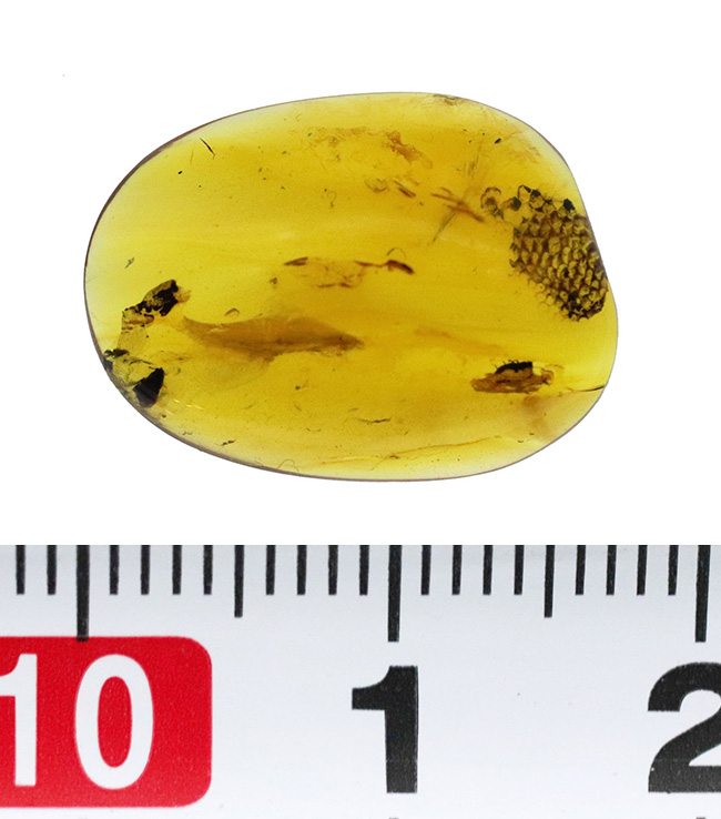 この一粒の琥珀に、巨大なロマンが内包!明瞭な凹凸が残された、爬虫類の鱗片が眠る、約1億年前の琥珀、バーマイトです。希少なトカゲの鱗が内包されたバーマイト(Burmite)(その11)