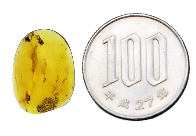 この一粒の琥珀に、巨大なロマンが内包!明瞭な凹凸が残された、爬虫類の鱗片が眠る、約1億年前の琥珀、バーマイトです。希少なトカゲの鱗が内包されたバーマイト(Burmite)(その12)