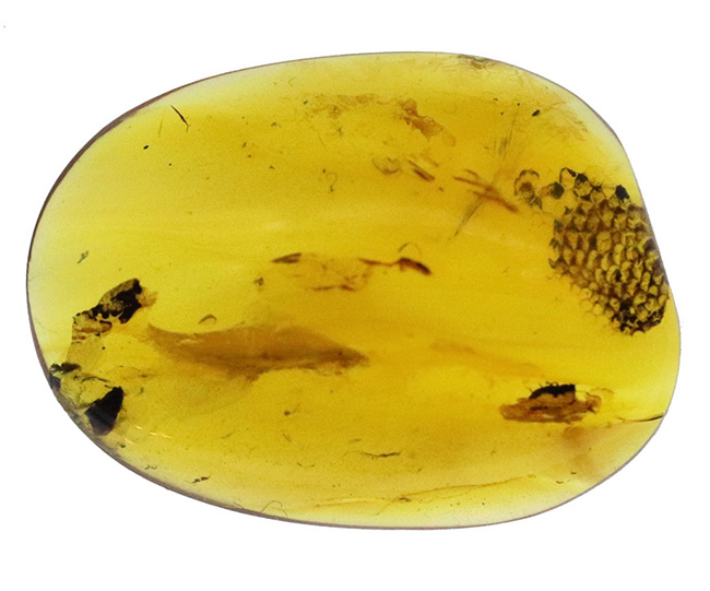 この一粒の琥珀に、巨大なロマンが内包!明瞭な凹凸が残された、爬虫類の鱗片が眠る、約1億年前の琥珀、バーマイトです。希少なトカゲの鱗が内包されたバーマイト(Burmite)(その2)