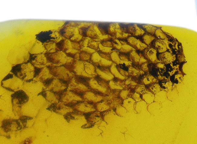 この一粒の琥珀に、巨大なロマンが内包!明瞭な凹凸が残された、爬虫類の鱗片が眠る、約1億年前の琥珀、バーマイトです。希少なトカゲの鱗が内包されたバーマイト(Burmite)(その3)