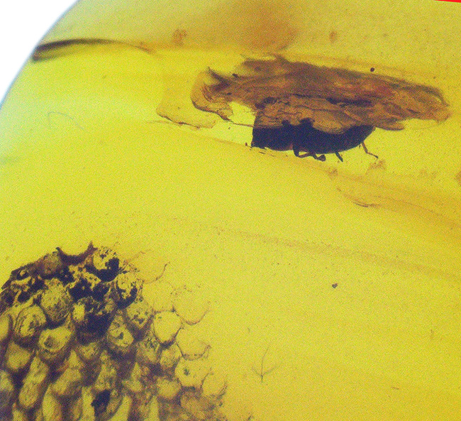 この一粒の琥珀に、巨大なロマンが内包!明瞭な凹凸が残された、爬虫類の鱗片が眠る、約1億年前の琥珀、バーマイトです。希少なトカゲの鱗が内包されたバーマイト(Burmite)(その4)