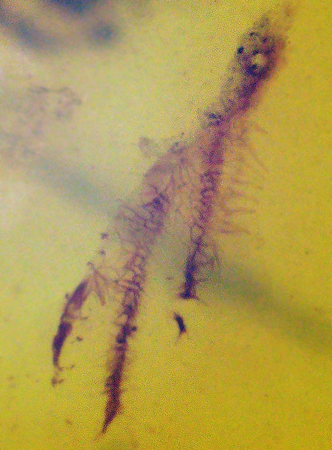 この一粒の琥珀に、巨大なロマンが内包!明瞭な凹凸が残された、爬虫類の鱗片が眠る、約1億年前の琥珀、バーマイトです。希少なトカゲの鱗が内包されたバーマイト(Burmite)(その5)