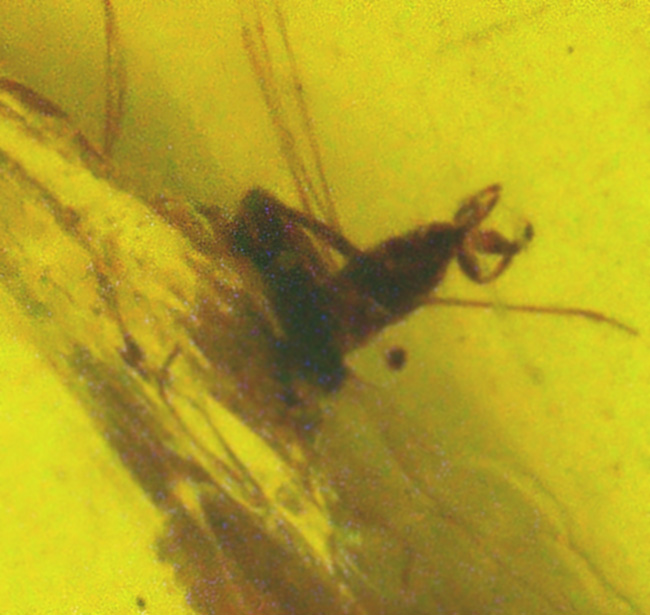 この一粒の琥珀に、巨大なロマンが内包!明瞭な凹凸が残された、爬虫類の鱗片が眠る、約1億年前の琥珀、バーマイトです。希少なトカゲの鱗が内包されたバーマイト(Burmite)(その6)