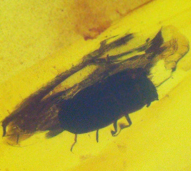 この一粒の琥珀に、巨大なロマンが内包!明瞭な凹凸が残された、爬虫類の鱗片が眠る、約1億年前の琥珀、バーマイトです。希少なトカゲの鱗が内包されたバーマイト(Burmite)(その7)