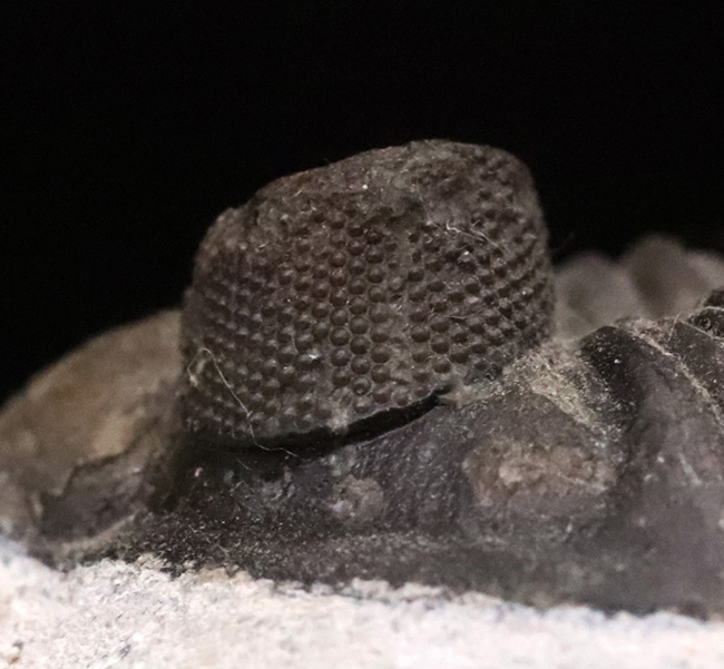 シンボル部位「複眼」の素晴らしい保存状態にご注目！出目金三葉虫こと、コルトラネイア（Coltraneia）（その4）