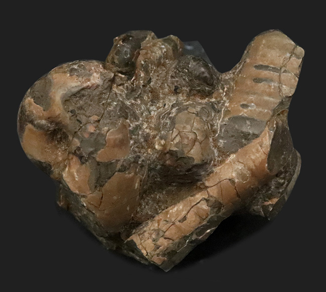 希少な異常巻きアンモナイト、ポリプチコセラスの断片が楽しめる、母岩付き北海道アンモナイトの群集標本（その1）