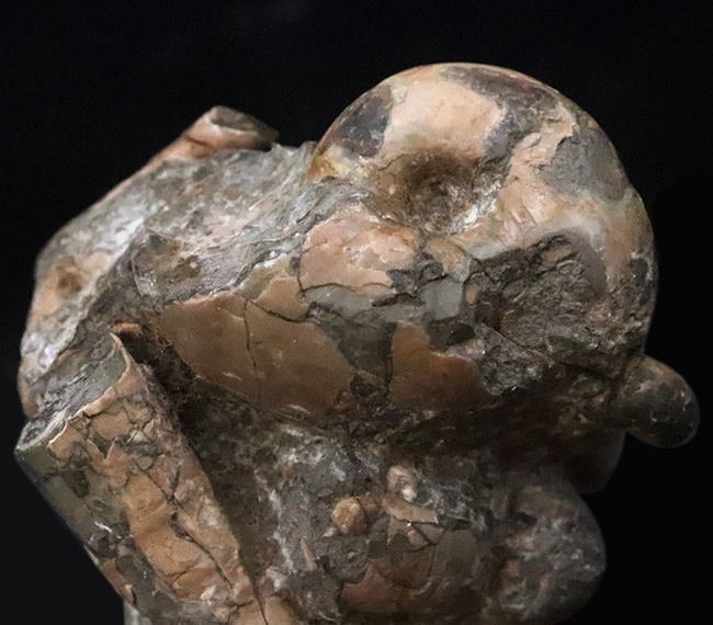 希少な異常巻きアンモナイト、ポリプチコセラスの断片が楽しめる、母岩付き北海道アンモナイトの群集標本（その2）