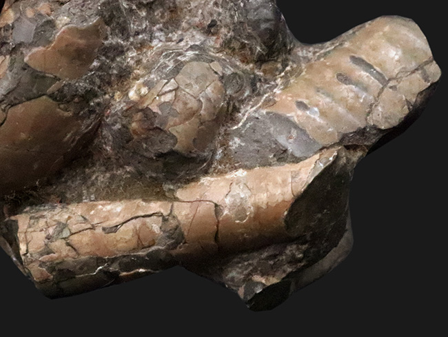 希少な異常巻きアンモナイト、ポリプチコセラスの断片が楽しめる、母岩付き北海道アンモナイトの群集標本（その3）