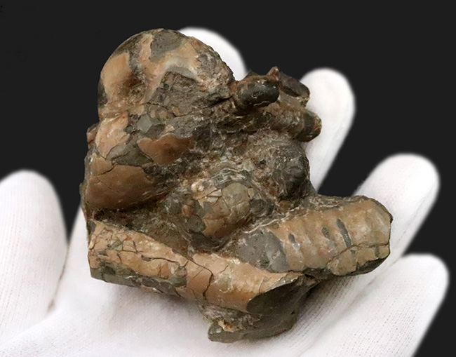 希少な異常巻きアンモナイト、ポリプチコセラスの断片が楽しめる、母岩付き北海道アンモナイトの群集標本（その4）