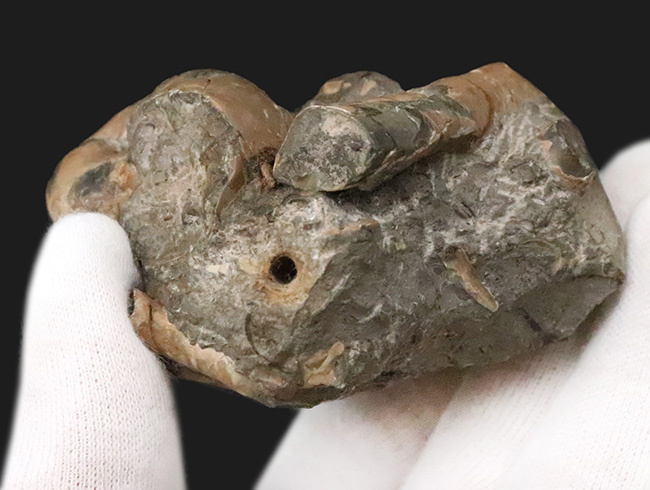 希少な異常巻きアンモナイト、ポリプチコセラスの断片が楽しめる、母岩付き北海道アンモナイトの群集標本（その5）