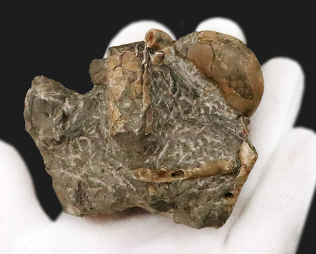 希少な異常巻きアンモナイト、ポリプチコセラスの断片が楽しめる、母岩付き北海道アンモナイトの群集標本（その6）