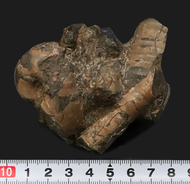 希少な異常巻きアンモナイト、ポリプチコセラスの断片が楽しめる、母岩付き北海道アンモナイトの群集標本（その7）