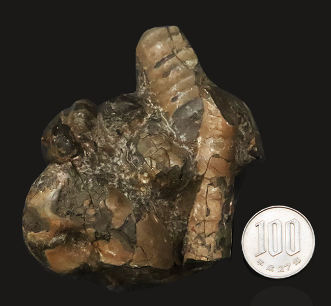 希少な異常巻きアンモナイト、ポリプチコセラスの断片が楽しめる、母岩付き北海道アンモナイトの群集標本（その8）