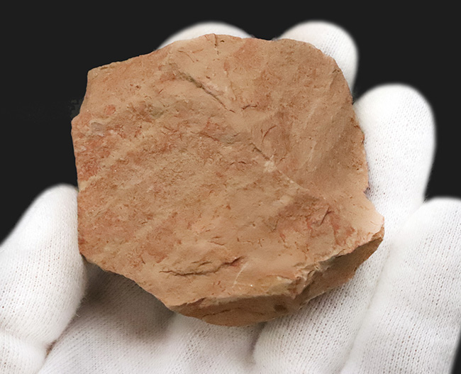 ※超稀少2個個体 Isopyx curvirostratus イソピクス 化石 超稀少2個個体 Isopyx curvirostratus イソピクス 化石