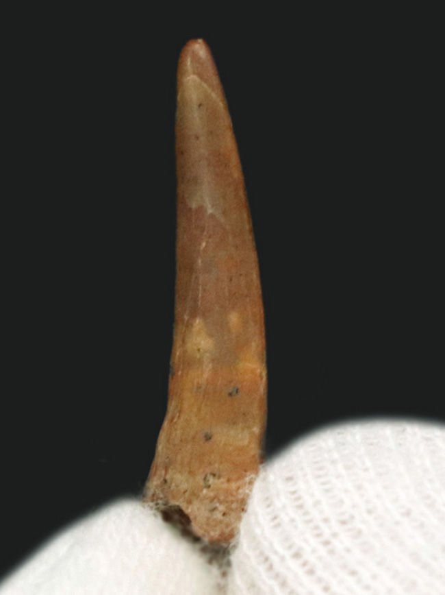 レア！モロッコ南東部国境付近、ケムケム層から見つかった翼竜（Pterpsaur）の歯化石（その2）