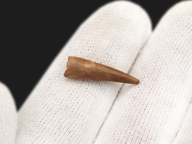 レア！モロッコ南東部国境付近、ケムケム層から見つかった翼竜