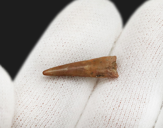 レア！モロッコ南東部国境付近、ケムケム層から見つかった翼竜（Pterpsaur）の歯化石（その4）