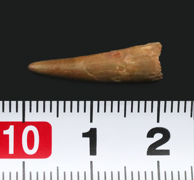 レア！モロッコ南東部国境付近、ケムケム層から見つかった翼竜（Pterpsaur）の歯化石（その6）
