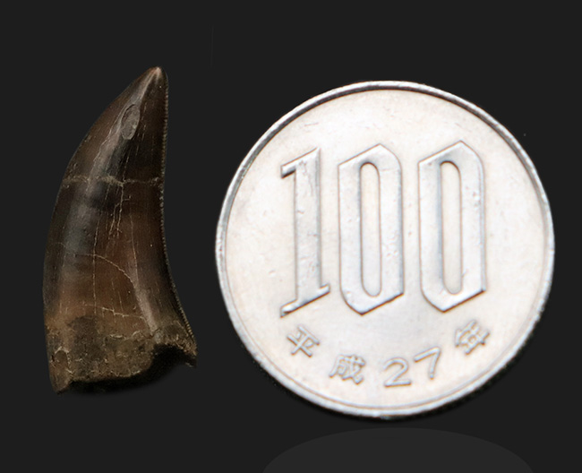 その価値ますます上昇中、100%ナチュラル!保存状態抜群のティラノサウルス・レックス(Tyrannosaurus rex)の幼体の歯化石(その10)