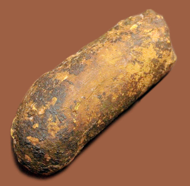 米国ニューメキシコ州の三畳紀の地層から発見された小型肉食恐竜のコプロライト（Coplorite）。糞化石。（その2）