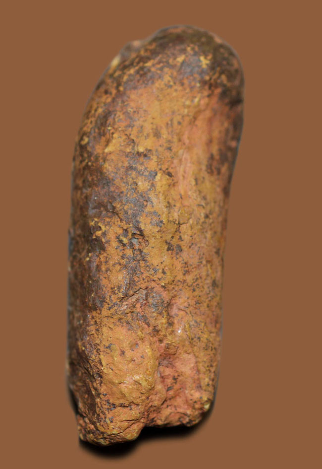 米国ニューメキシコ州の三畳紀の地層から発見された小型肉食恐竜のコプロライト（Coplorite）。糞化石。（その3）