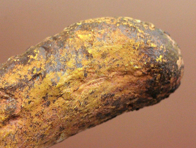 米国ニューメキシコ州の三畳紀の地層から発見された小型肉食恐竜のコプロライト（Coplorite）。糞化石。（その8）