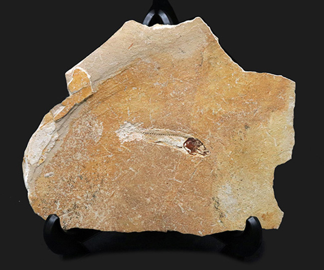 美しいアースカラーの母岩の中央に鎮座する、およそ１億年前の古代魚、ダスティルベ（Dastilbe）の化石（その1）