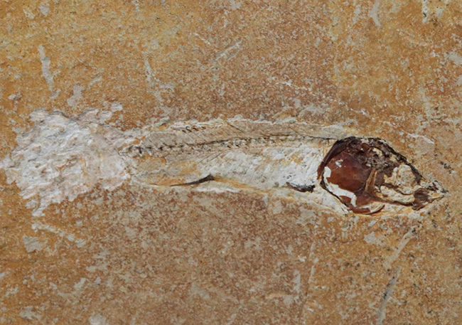 美しいアースカラーの母岩の中央に鎮座する、およそ１億年前の古代魚、ダスティルベ（Dastilbe）の化石（その2）