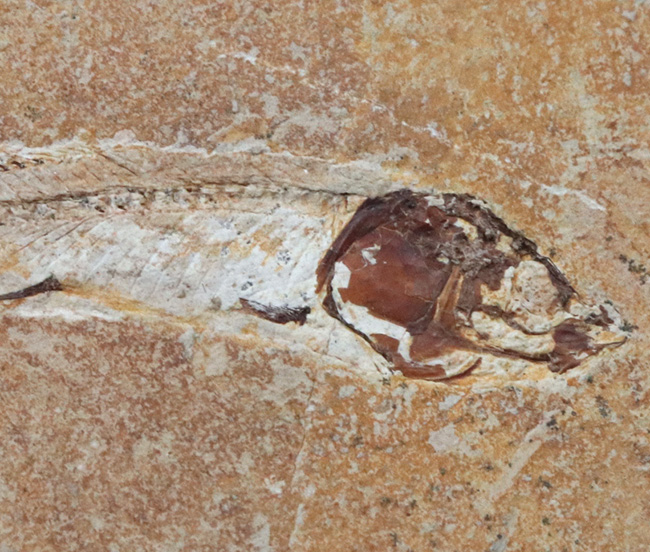 美しいアースカラーの母岩の中央に鎮座する、およそ１億年前の古代魚、ダスティルベ（Dastilbe）の化石（その3）