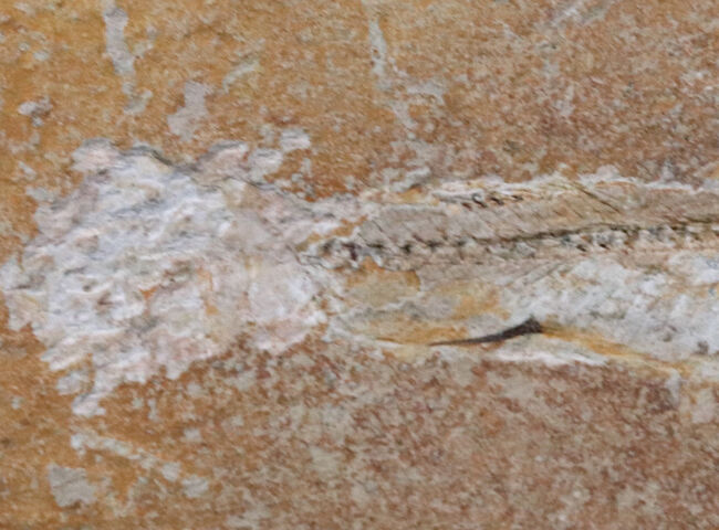 美しいアースカラーの母岩の中央に鎮座する、およそ１億年前の古代魚、ダスティルベ（Dastilbe）の化石（その4）