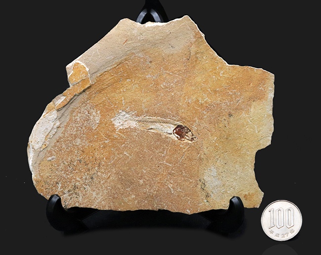 美しいアースカラーの母岩の中央に鎮座する、およそ１億年前の古代魚、ダスティルベ（Dastilbe）の化石（その9）