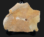 美しいアースカラーの母岩の中央に鎮座する、およそ１億年前の古代魚、ダスティルベ（Dastilbe）の化石