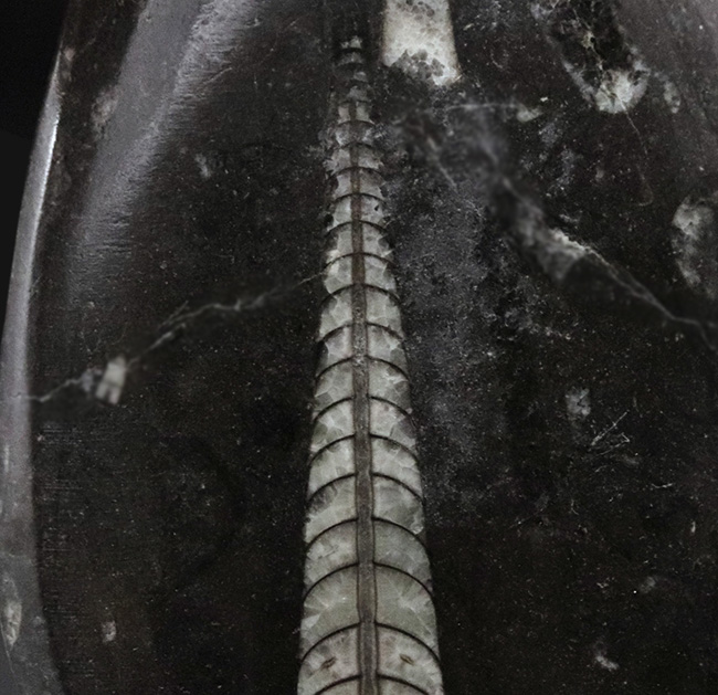 明瞭な隔壁を確認できる、古生代の頭足類、オルソセラス(Orthoceras)の化石(その2)