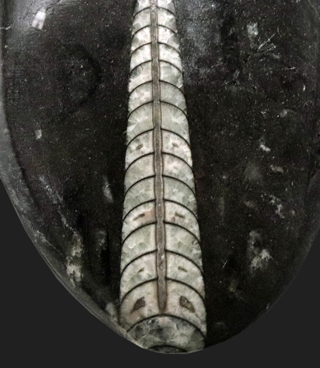 明瞭な隔壁を確認できる、古生代の頭足類、オルソセラス（Orthoceras）の化石（その3）