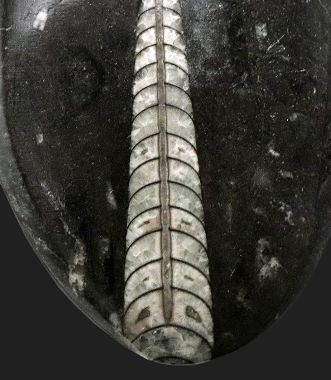 明瞭な隔壁を確認できる、古生代の頭足類、オルソセラス(Orthoceras)の化石(その3)
