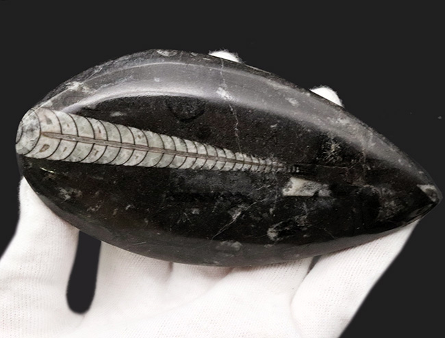 明瞭な隔壁を確認できる、古生代の頭足類、オルソセラス（Orthoceras