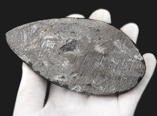 明瞭な隔壁を確認できる、古生代の頭足類、オルソセラス(Orthoceras)の化石(その5)