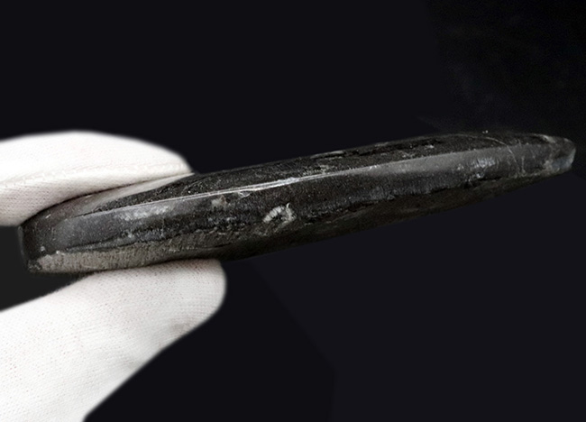 明瞭な隔壁を確認できる、古生代の頭足類、オルソセラス(Orthoceras)の化石(その6)