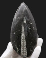 明瞭な隔壁を確認できる、古生代オルドビス紀の頭足類、オルソセラス（Orthoceras）の化石